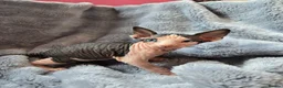 Sphynx cats for sale: Spectacular Sphynx kittens TICA & GCCF  DBE - Advert 12
