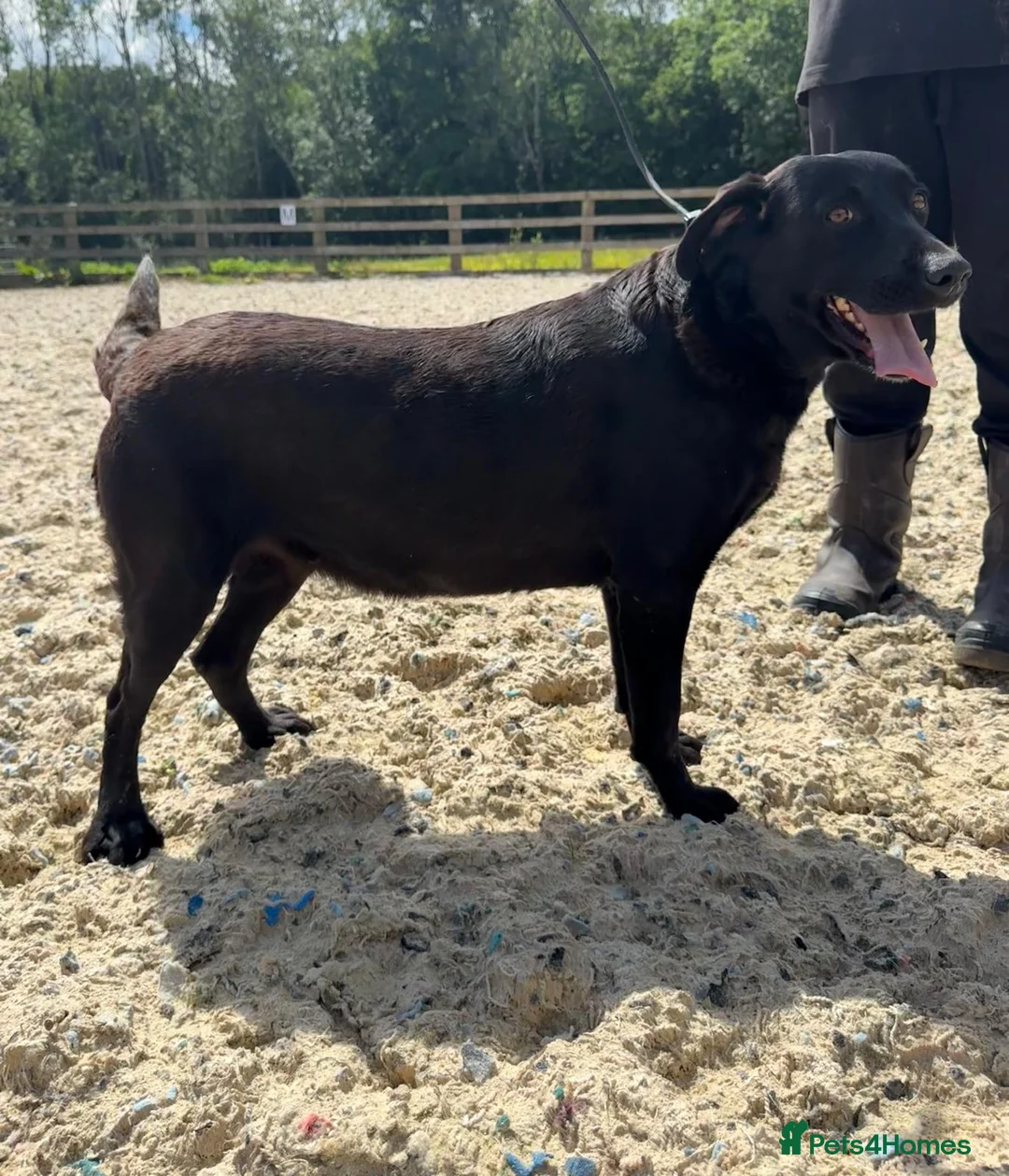 Labrador Retriever dogs for sale: 3 labs needing a new home - Advert 2