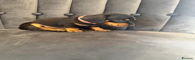 Miniature Dachshund 5