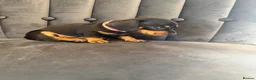 Miniature Dachshund dogs for sale: Beautiful Miniature Dachshunds - Advert 16