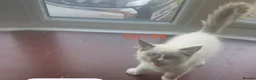 Ragdoll cats for sale: Stunning ragdoll girls for sale  in Grays - Advert 16