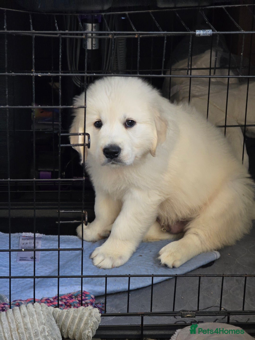 Golden Retriever dogs for sale: Outstanding KC cream golden Retriever puppies in Boston - Image 4