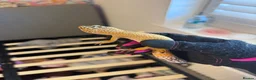 Mixed Breed reptiles for sale: Stunning Exotic Reptile Pets & Full Habitats - Advert 3