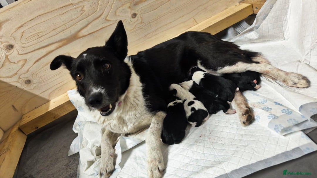 Border Collie dogs for sale: Purebred Border Collie Puppies Tri Intelligent - Image 19