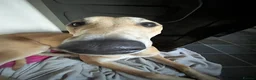 Lurcher dogs for sale: Large breed lurcher - Advert 6