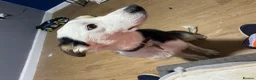 Border Collie dogs for stud: Sunny  - Advert 2