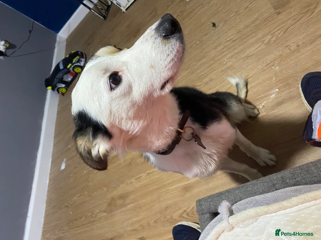 Border Collie dogs for stud: Sunny  - Advert 2