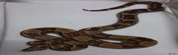 Boa Snake reptiles for sale: Boa constrictors Het IMG -VPI - AneryT1- RDR - Advert 7