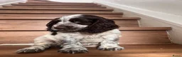 Cocker Spaniel dogs for sale: Beautiful Show type cocker spaniel puppies  - Advert 7