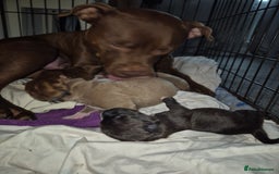 Mixed Breed dogs for sale: Red nose pittie cross cane corso cross blue staffy - Image 11