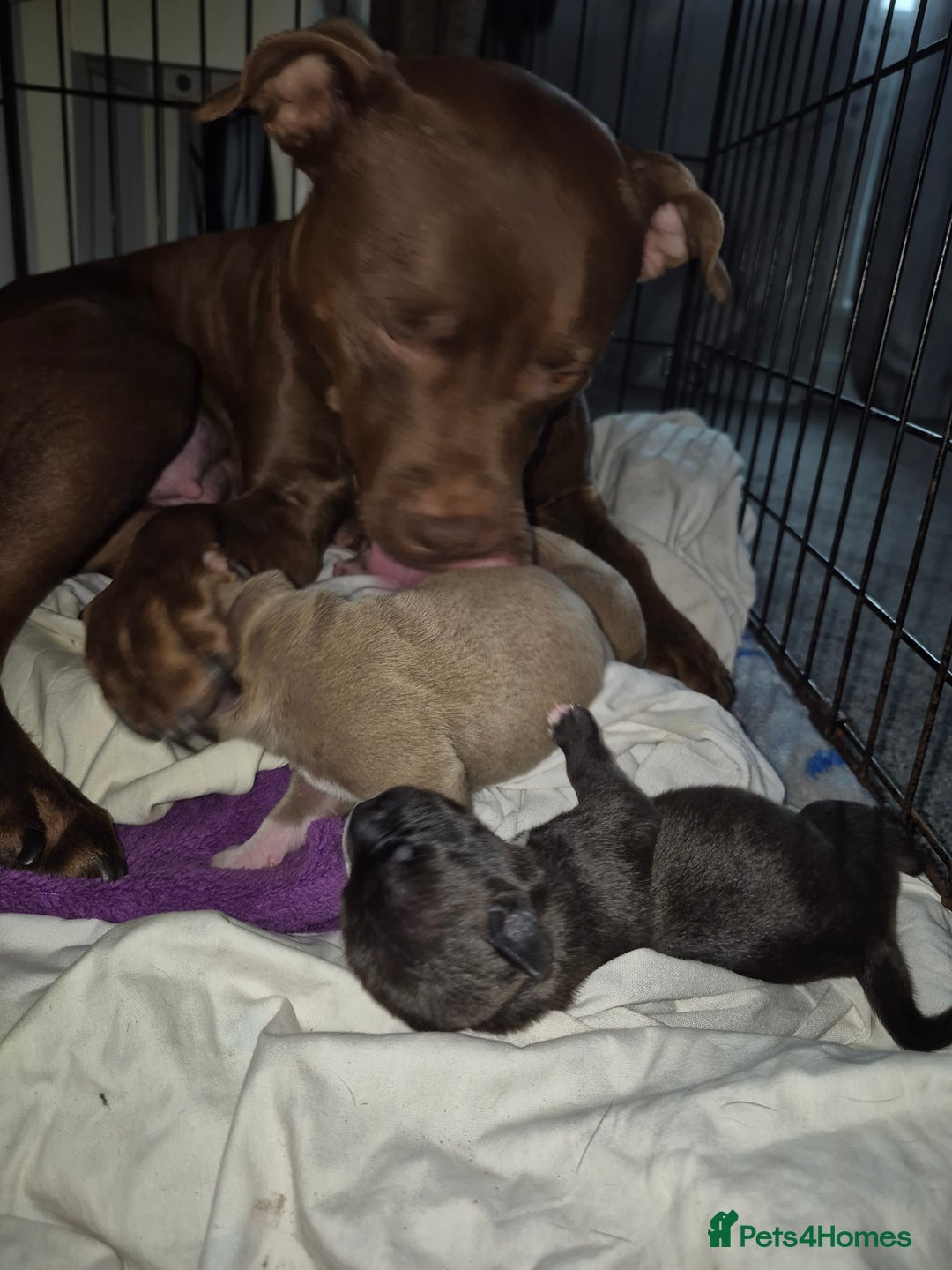 Mixed Breed dogs for sale: Red nose pittie cross cane corso cross blue staffy - Image 11