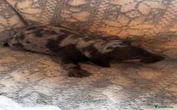Miniature Dachshund dogs for sale: Miniature dachshund  - Image 23