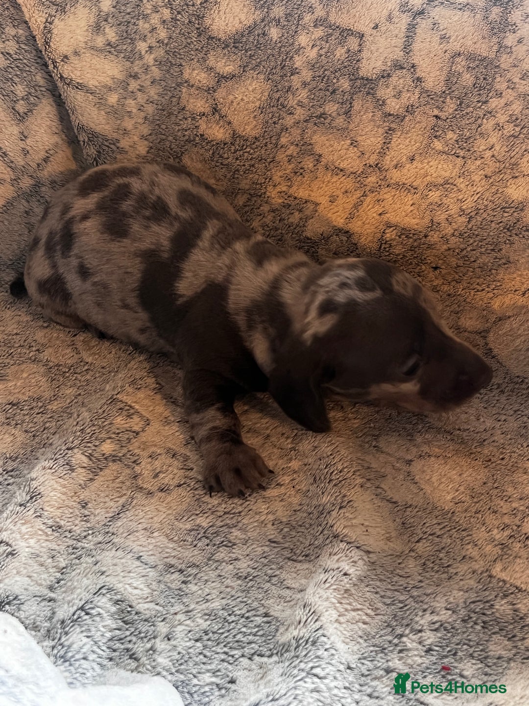 Miniature Dachshund dogs for sale: Miniature dachshund  - Image 23