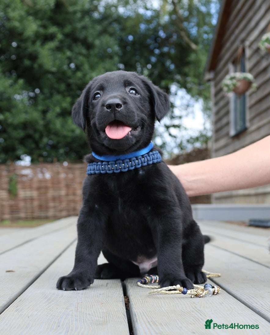 Labrador Retriever dogs KC LICENSED BREEDER - BLACK & YELLOW LABRADORS - Advert 2