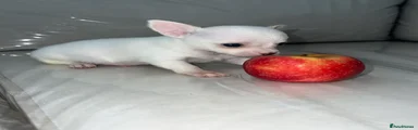 Chihuahua Puppy 3
