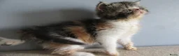 Exotic cats for sale: Lovely exotic kittens - Advert 5