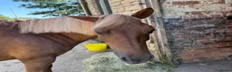 Irish Cob horses for sale: Lovely little mare - Advert 5