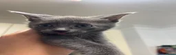 Russian Blue cats for sale: Russian blue mixes - Advert 6