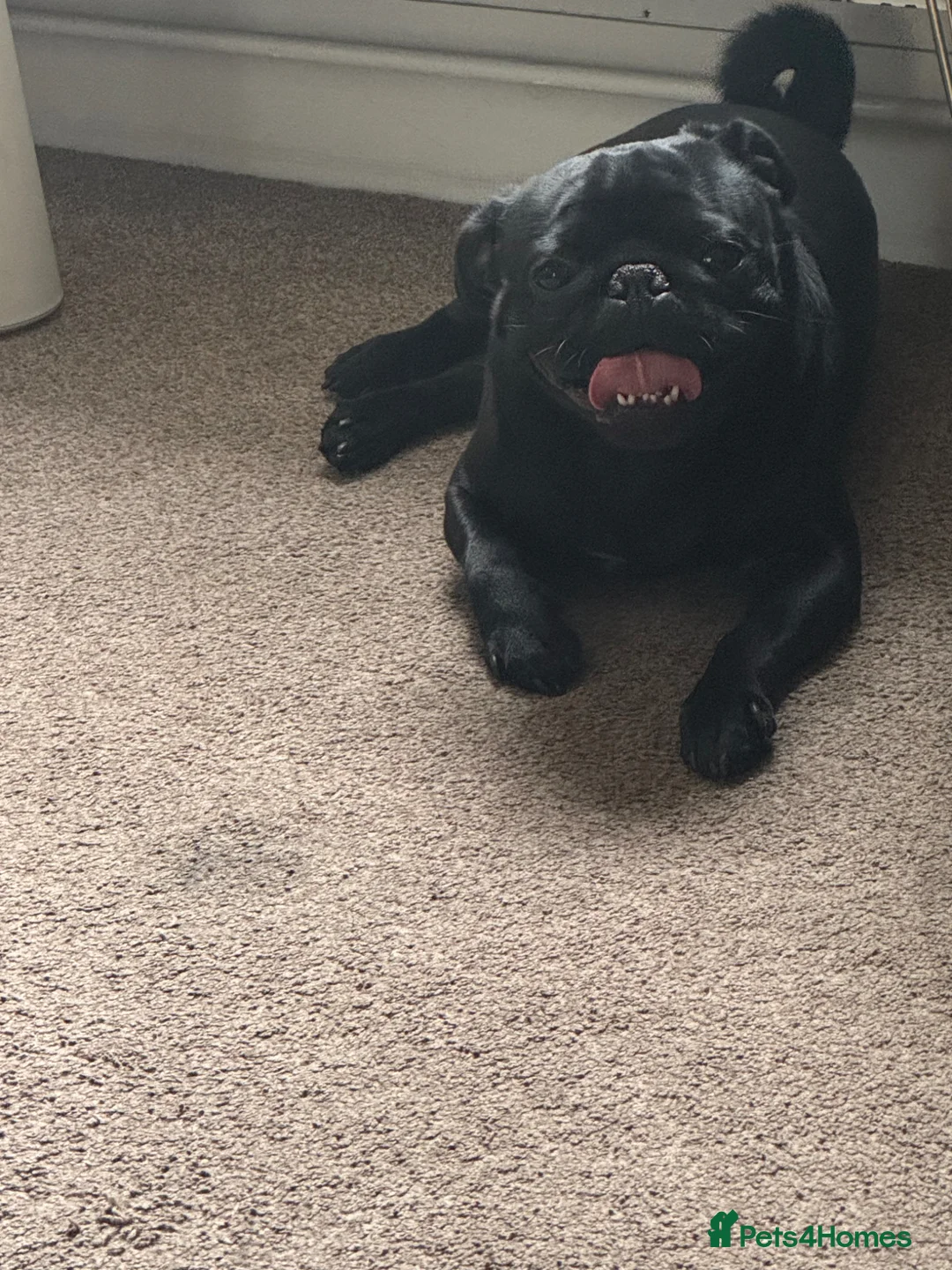 Pug dogs for stud: Pug for Stud  in Manchester - Advert 1