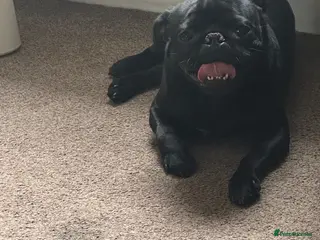 Pug dogs Pug for Stud - Advert 2