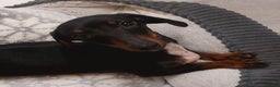 Miniature Dachshund dogs for sale: Stunning miniature dashaunds - Advert 1
