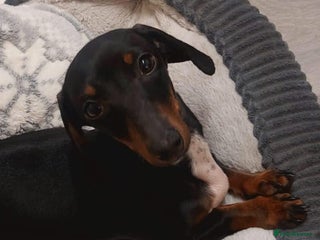 Miniature Dachshund dogs Stunning miniature dashaunds - Advert 1