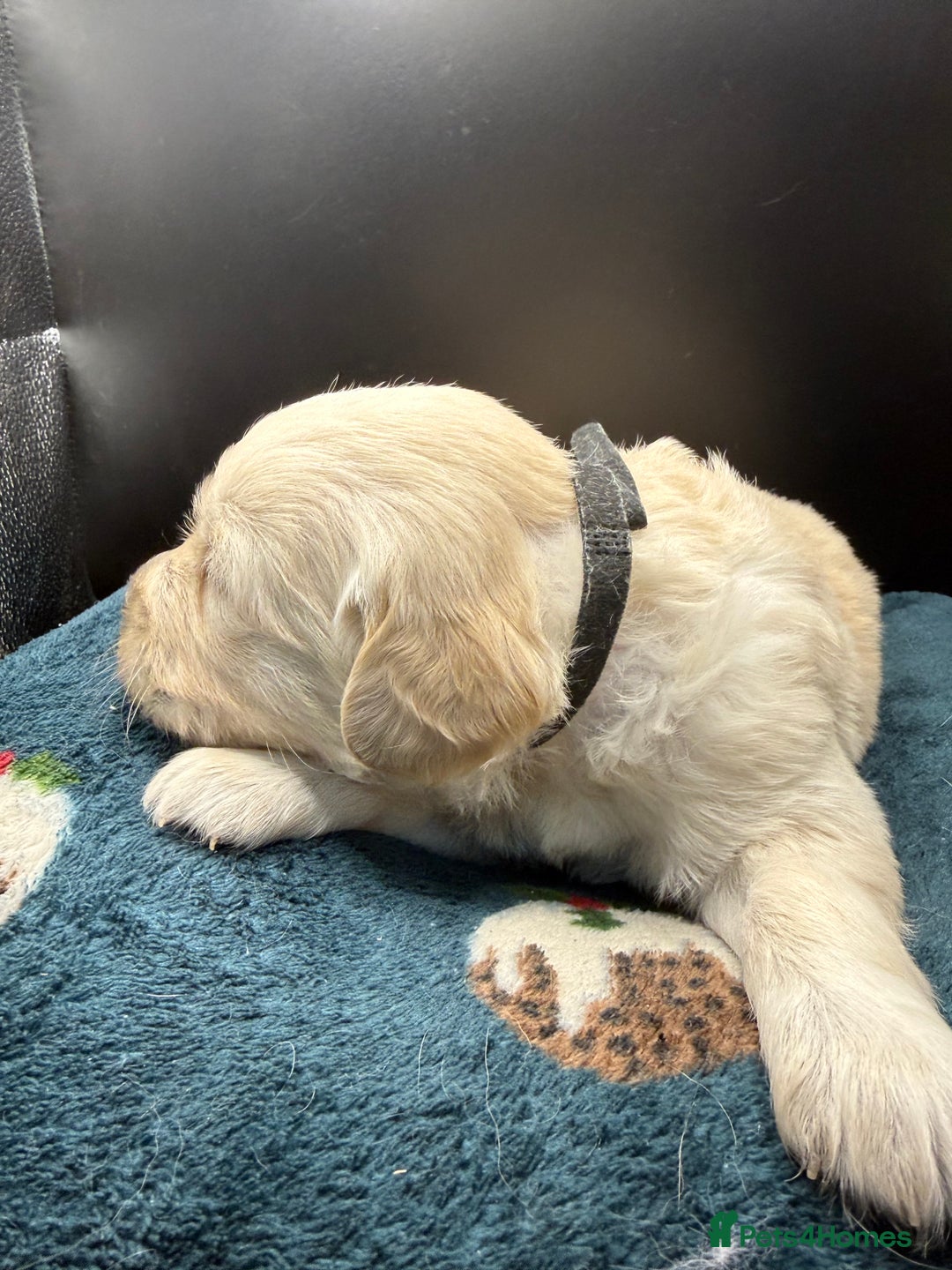 Golden Retriever dogs for sale: Stunning Golden Retrievers. 4 Boys / 4 Girls - Advert 12