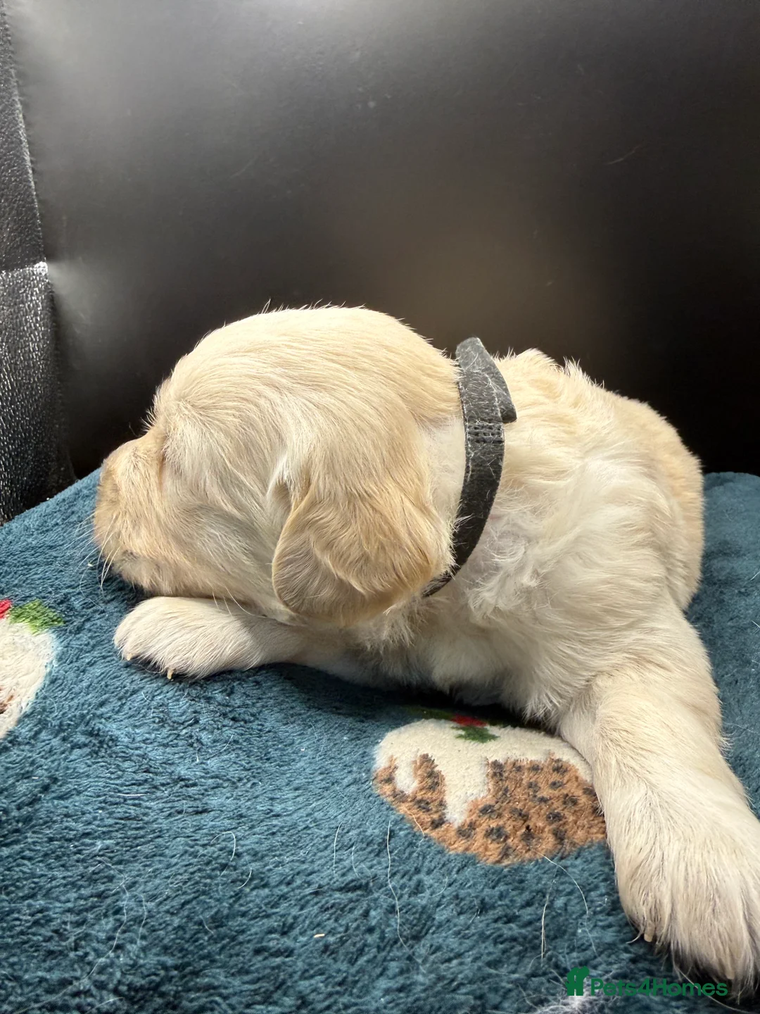 Golden Retriever dogs for sale: Stunning Golden Retrievers. 1 Boys / 1 Girls - Advert 12