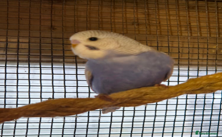 Budgerigars birds - Advert 2