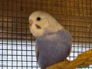 Budgerigars birds - Advert 1