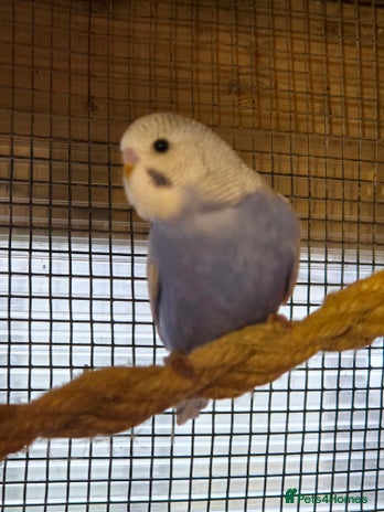 Budgerigars birds - Advert 1