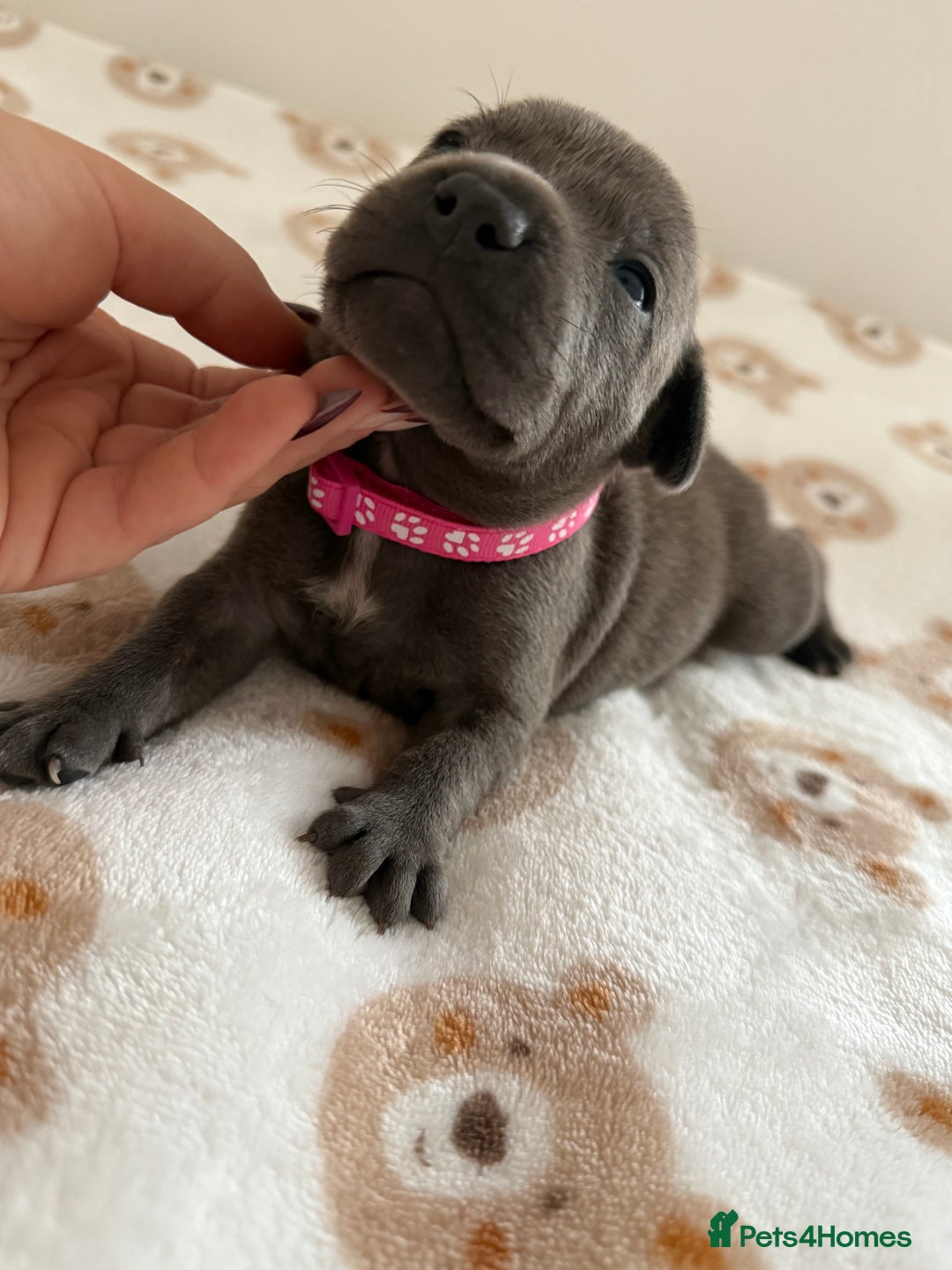 Staffordshire Bull Terrier dogs for sale: Beautiful puppies staffordshire bull terier 🥰 - Image 29