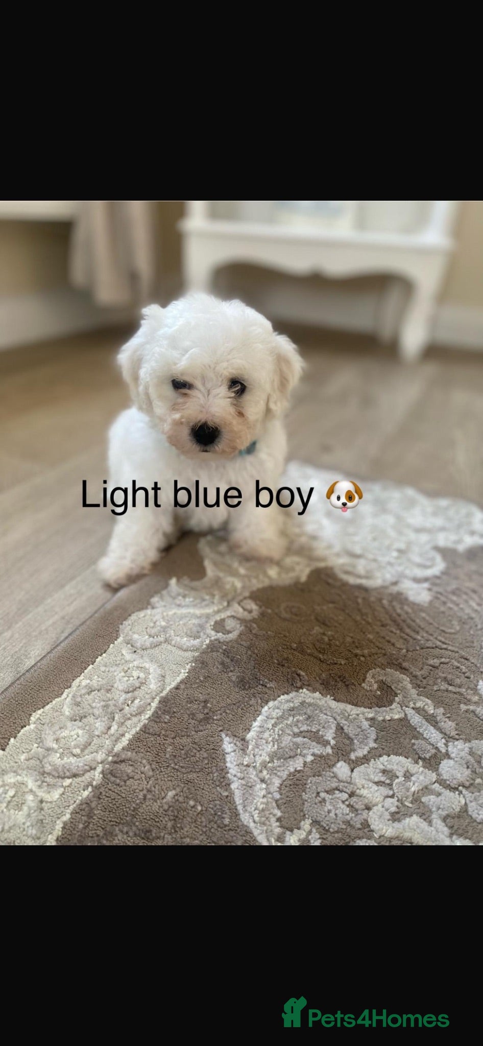 Bichon Frise dogs Bichon frise  - Advert 14