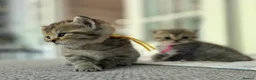 British Shorthair cats for sale: Gorgeous Golden Tabby ✨ British Shorthair Kitten ⭐ - Advert 30