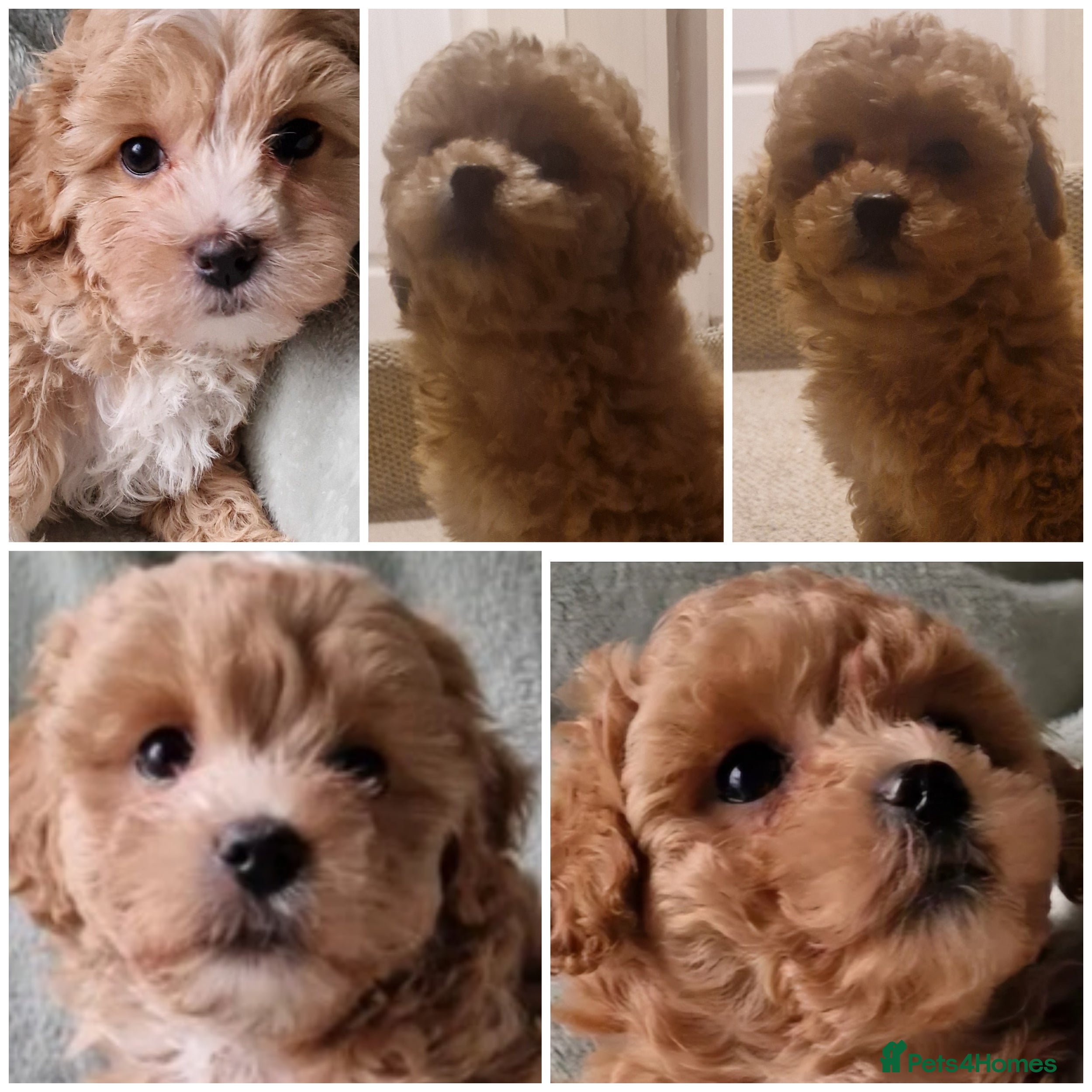 Maltipoo dogs 2 Georgous Maltipoo Females - Advert 16