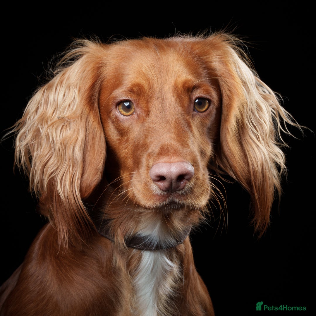 Cocker Spaniel dogs for sale: Two beautiful cocker spaniel pups ready now  - Advert 2