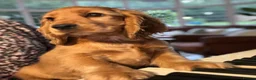 Cocker Spaniel dogs for sale: Gorgeous KC Show Cocker Babies  - Advert 3