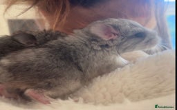 Chinchilla rodents for sale: Beautiful baby angora chinchillas  - Image 8