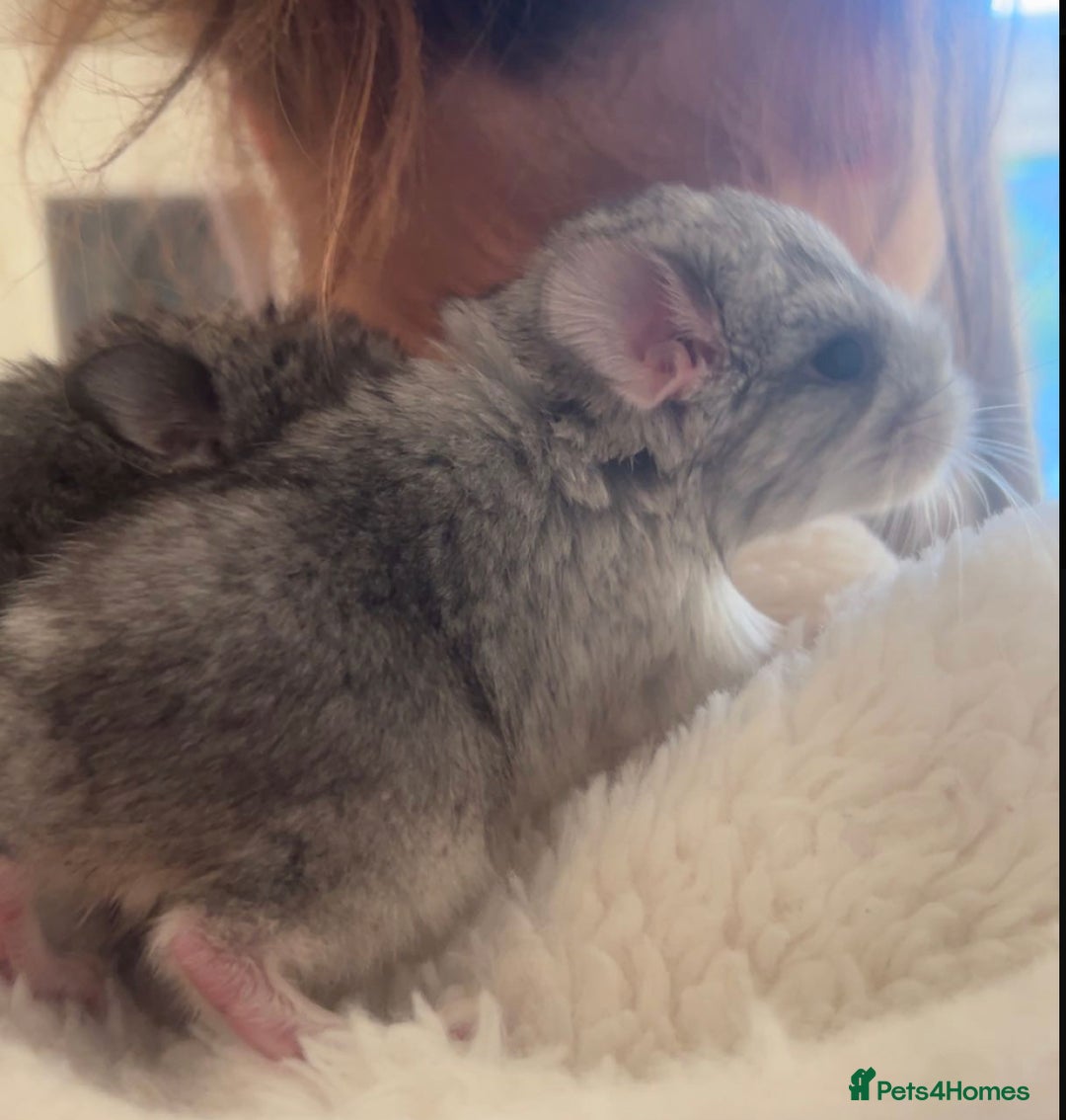 Chinchilla rodents for sale: Beautiful baby angora chinchillas  - Image 8