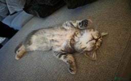 British Shorthair cats for sale: British shorthair tabby kitten - Image 6