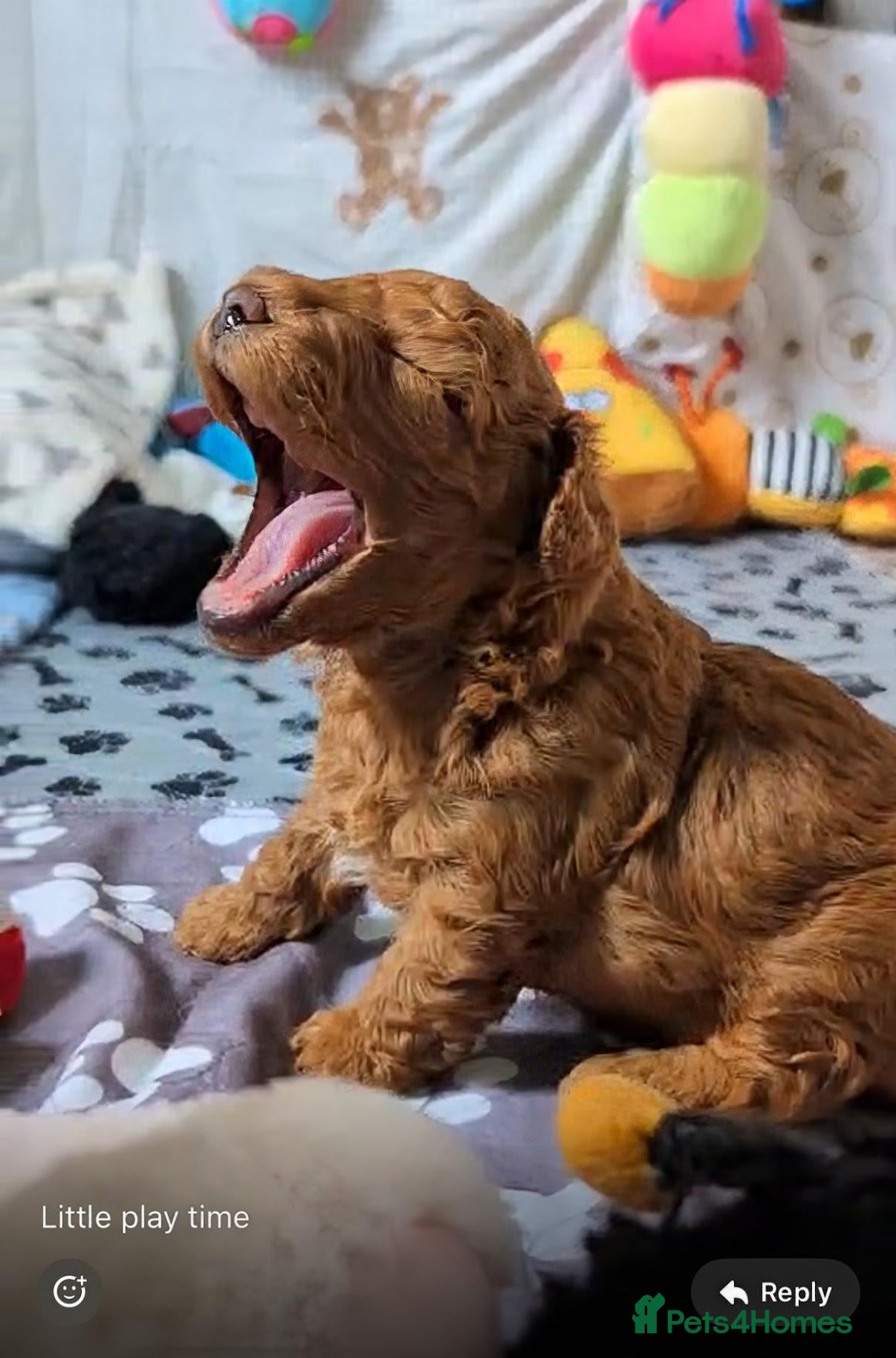 Cavapoo dogs F1B Deep Fox Red Toy DNA Clear Puppies  - Advert 2