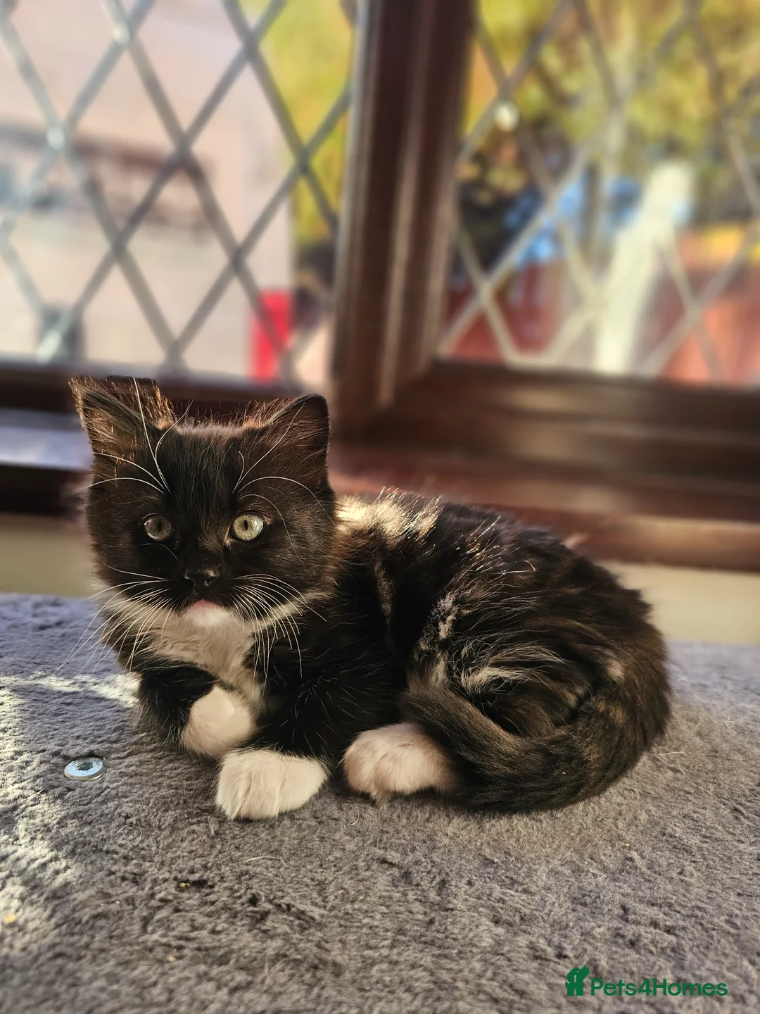 Ragdoll cats for sale: Beautiful kitten girle - Advert 6