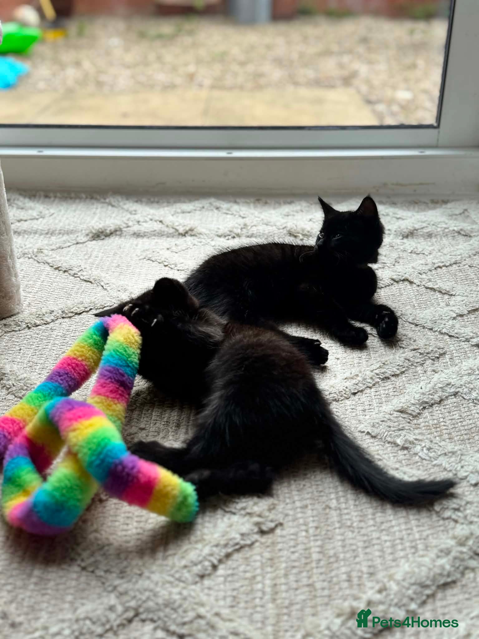 Mixed Breed cats FREE 2 Beautiful kittens (brothers ) - Advert 1