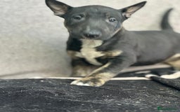 English Bull Terrier dogs for sale: English Bull Terriers Champion Bloodlines  - Image 3