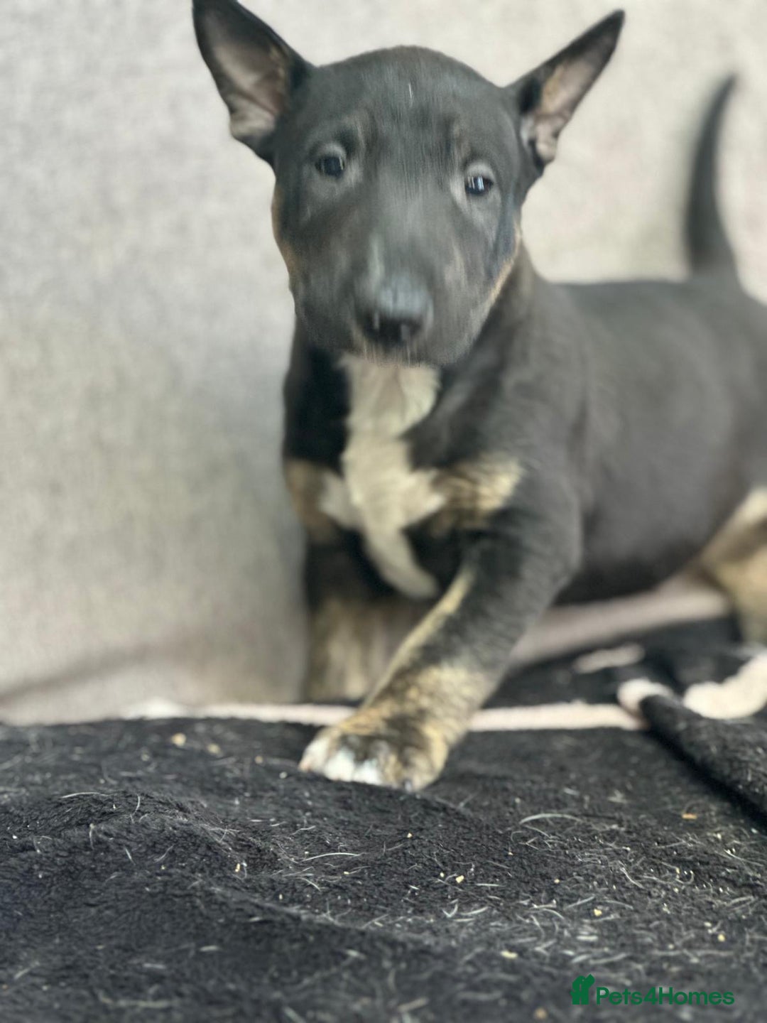 English Bull Terrier dogs for sale: English Bull Terriers Champion Bloodlines  - Image 3