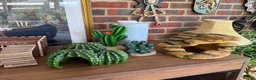 Python Snake reptiles for sale: 🌿 NEW BESPOKE 4FT REPTILE VIVARIUM full setup - Advert 3