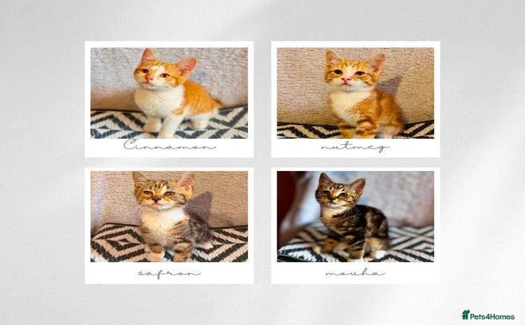 Mixed Breed cats - Advert 15