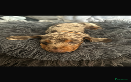 Miniature Dachshund dogs for sale: Miniature dachshunds  - Image 10