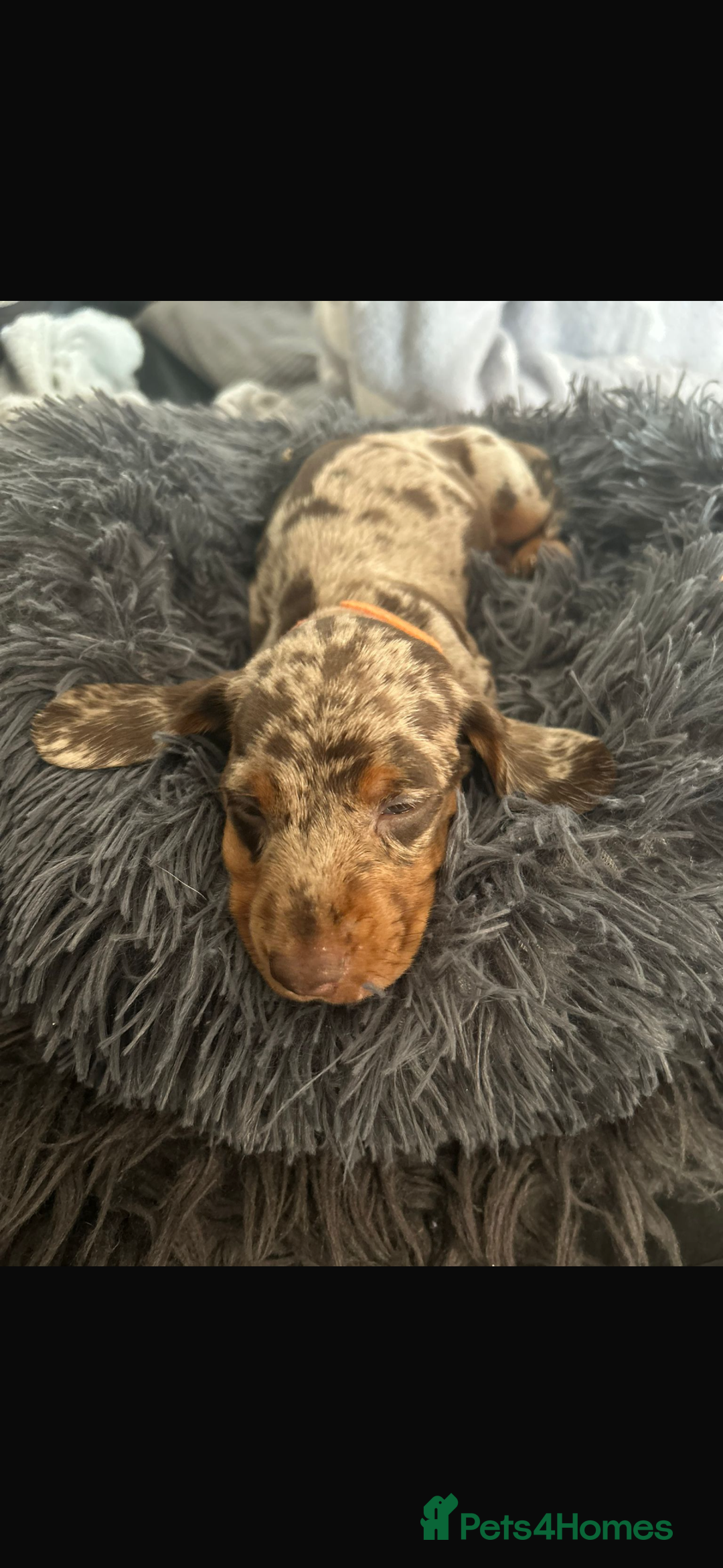 Miniature Dachshund dogs for sale: Miniature dachshunds  - Image 10