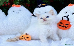 Ragdoll cats for sale: 🌸 GCCF Registered 🌸Exceptional Pedigree Ragdolls - Image 3